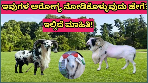 ನೀವು ಟಗರು ಕುರಿ ಸಾಕಿದ್ದೀರಾ?