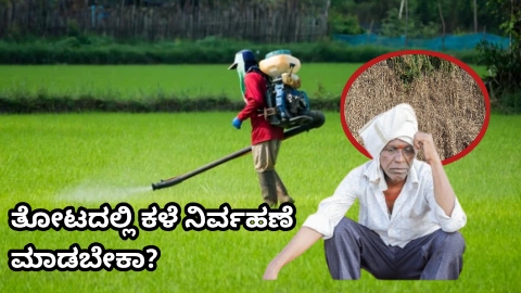 ತೋಟದಲ್ಲಿ ಕಳೆ ನಿರ್ವಹಣೆ ಮಾಡುವುದು ಹೇಗೆ?ವಿಶೇಷ ಸೂಚನೆ: ಯಾವ ಬೆಳೆಯಲ್ಲಿ ಯಾವ ತರಹದ ರಾಸಾಯನಿಕಗಳನ್ನು ಸಿಂಪಡಣೆ ಮಾಡಬೇಕೆಂಬುದು ತಜ್ಞರಿಂದ ತಿಳಿದುಕೊಂಡು ಸಿಂಪಡನೆ ಮಾಡುವುದು ಸೂಕ್ತ ಇಲ್ಲವಾದಲ್ಲಿ ಬೆಳೆಗಳಿಗೆ ಹಾನಿ ಉಂಟು ಮಾಡುವುದು ಖಂಡಿತ!.