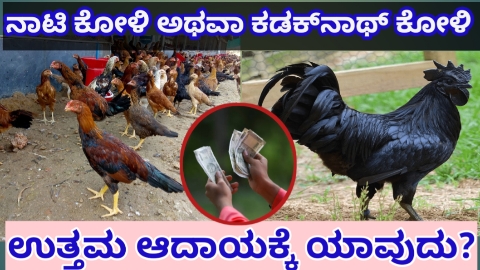 ದುಡ್ಡು ಮಾಡೋಕೆ ಯಾವ ಕೋಳಿ ಉತ್ತಮ?