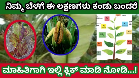 ರೈತ ಬಾಂಧವರೇ ನಿಮ್ಮ ತೋಟದಲ್ಲಿ  ಸಸ್ಯಗಳು. ಏಕೆ ಹೀಗಾಗುತ್ತವೆ..?ಇದರ ಬಗ್ಗೆ ನಿಮಗೇನಾದರೂ ಗೊತ್ತಾ…?